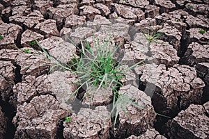 Soil arid , season water shortage