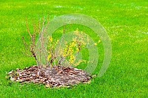 the soil around the bush is covered with mulch