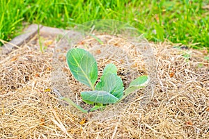 The soil around a seedling of white cabbage is covered with dry grass mulch close-up