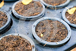 soil in arragned flowerpot