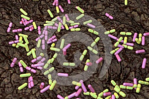 Soil bacteria of different species photo