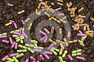 Soil bacteria of different species photo
