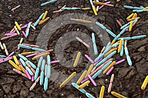 Soil bacteria of different species photo