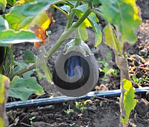 In the soil, blue eggplant grows
