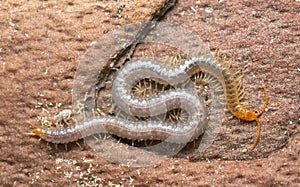 Soil centipede, Geophilus carpophagus on pine bark