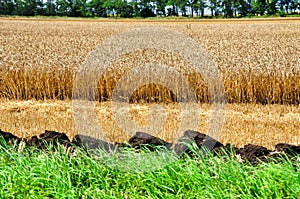 The soil in the corn field