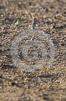 Soil covered with granulated fertilizer