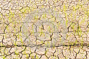 Soil cracks in rice field. Due to lack of water and drought conditions