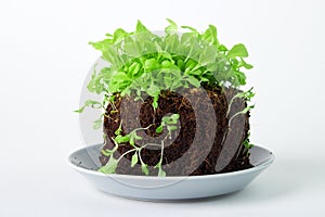 Soil cube plant