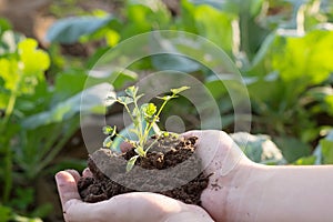 Soil cultivated dirt, earth, ground, agriculture land background.