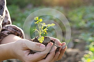 Soil cultivated dirt, earth, ground, agriculture land background Nurturing baby plant on hand.