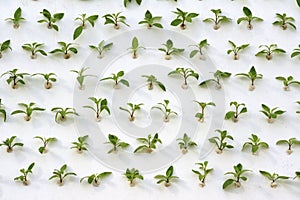 Soil-less cultivation photo