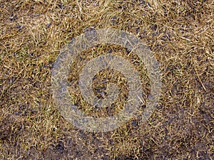 Soil with dried grass background. Seamless Texture of the Ground with Dry Herbs.