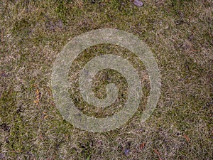 Soil with dried grass background. Seamless Texture of the Ground with Dry Herbs.