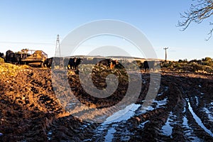 Soil erosion as a result of heavy cattle grazing at a feedlot in a field