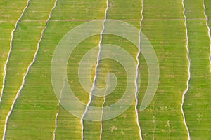 Soil erosion caused by water aerial view, abstract background of field in spring