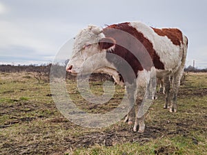 Soil erosion and disturbance of biodiversity on free range farm