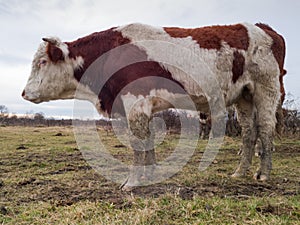 Soil erosion and disturbance of biodiversity on free range farm