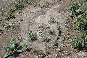 Soil erosion on a field