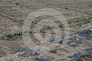 Soil erosion on a field