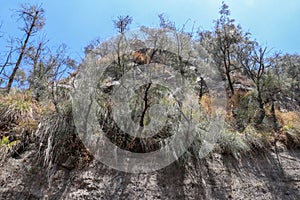 Soil erosion mountainside along the road. Weathered rock with tropical vegetation. Trees and grasses extend over the edge