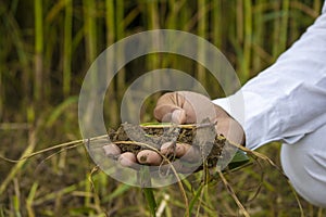 Soil in farmer hand with blurred background