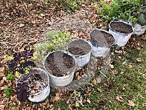 Soil-filled Pots Lined Up in Beautiful Wild Garden