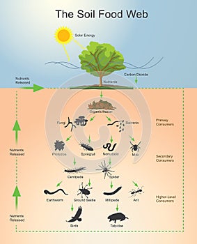 The Soil Food Web