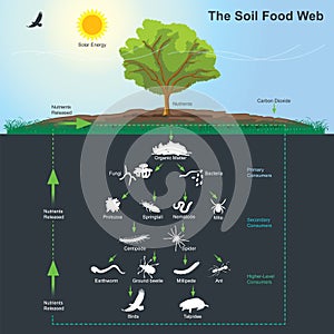 The Soil Food Web diagram. Illustration info graphic.