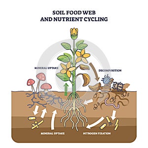 Soil food web and nutrient cycling as plant biological cycle outline diagram