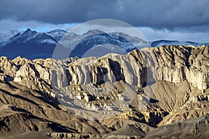 Soil forest in Tibet plateau
