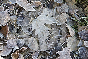 Soil full of plane tree leaves in winter.