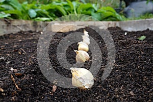 soil furrow with planted garlic cloves. growing garlic in furrows in the vegetable garden
