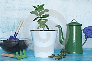 Soil, garden tools, seedling on the table.