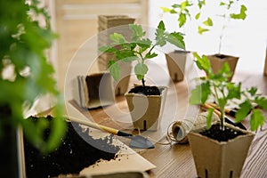 Soil, gardening trowel, rope and green tomato seedling in peat pot on table