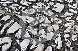 Soil got crusted over after spring flood