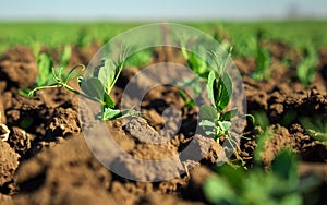 In the soil green pea sprout shoots. Green shoots in the garden. Vegetable pea in the field. Flowering legumes. Cultivation