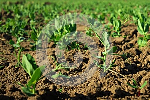 In the soil green pea sprout shoots. Green shoots in the garden. Vegetable pea in the field. Flowering legumes. Cultivation