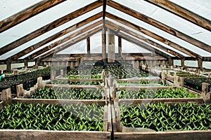 Soil greenhouse with plastic film, which raised early tomatoes, peppers, cucumbers and other vegetables seedlings