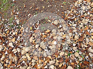 Soil ground under a whitebeam tree in late autumn