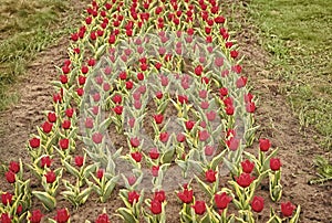 Soil for growing flowers. Growing perfect scarlet red tulips. Beautiful tulip fields. Field of tulips. Springtime bloom