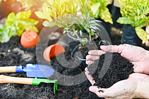 Soil in hand for planting flower in the garden - growing plant works of gardening tool plant at back yard