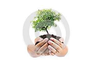 Soil in hands , Hands dirty with clay with tree on white background