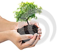 Soil in hands , Hands dirty with clay with tree on white background