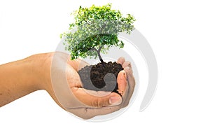 Soil in hands , Hands dirty with clay with tree on white background