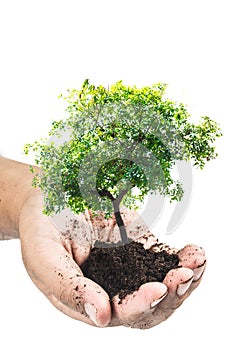Soil in hands , Hands dirty with clay with tree on white background