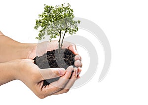 Soil in hands , Hands dirty with clay with tree on white background