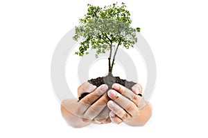 Soil in hands , Hands dirty with clay with tree on white background