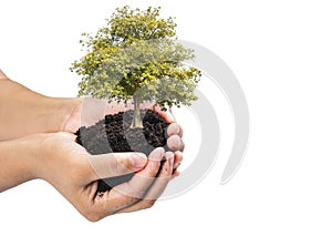 Soil in hands , Hands dirty with clay with tree on white background