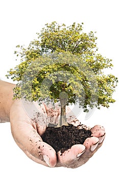 Soil in hands , Hands dirty with clay with tree on white background